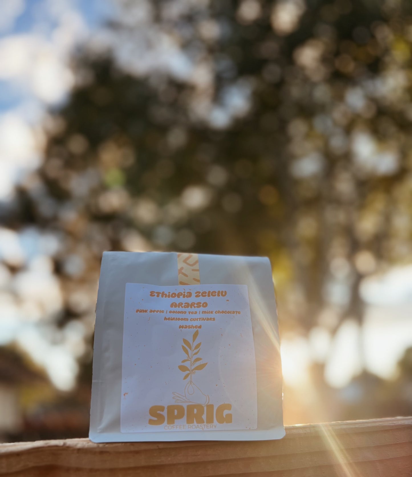 ethiopia zelelu ararso washed