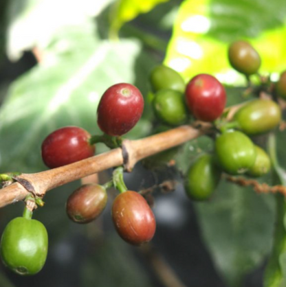 ethiopia worka chelchele white honey