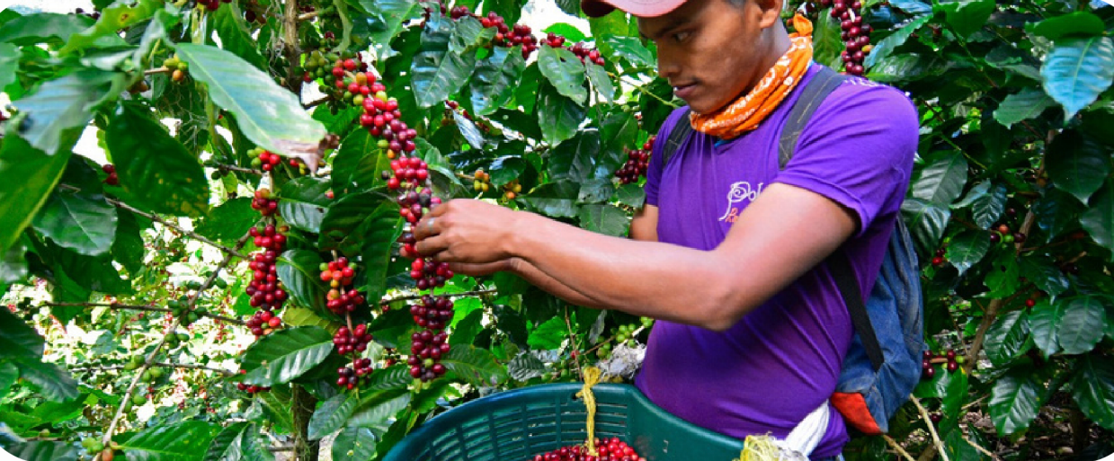 nicaragua la bastilla coffee estates natural