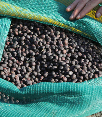 ethiopia dry process buku abel