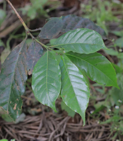 kenya kiambu spike