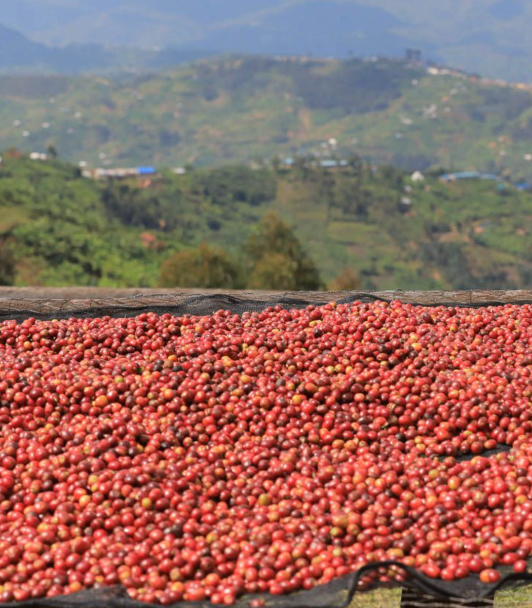 rwanda dry process kivu kageyo